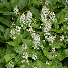 Plant Photo 6