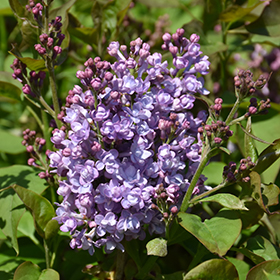Plant Photo 10