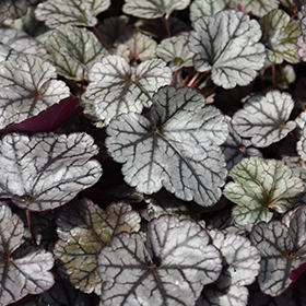 Plant Photo 8