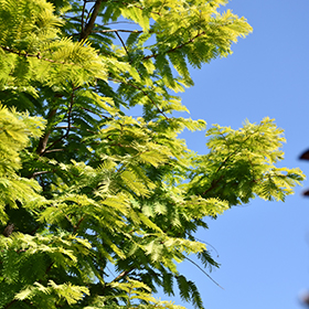 Plant Photo 1