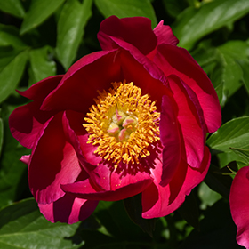 Plant Photo 8