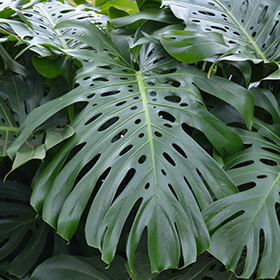 Plant Photo 3