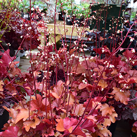 Plant Photo 6