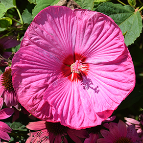 Plant Photo 9