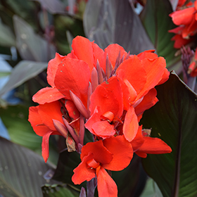 Plant Photo 4