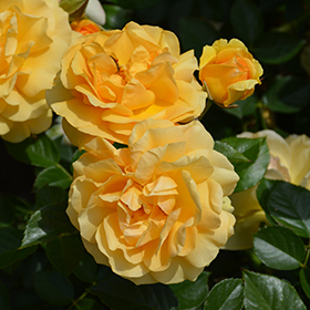 Plant Photo 5