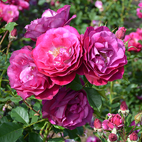 Plant Photo 7