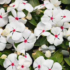 Plant Photo 4