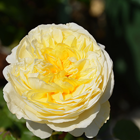 Plant Photo 4