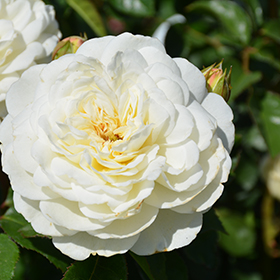 Plant Photo 7