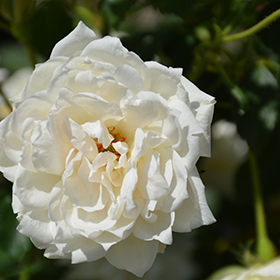 Plant Photo 7
