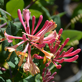 Plant Photo 7
