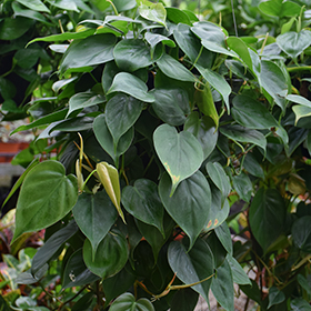 Plant Photo 3