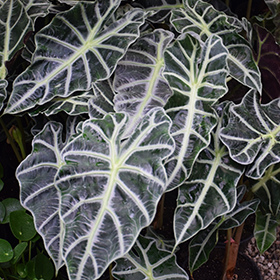 Plant Photo 4
