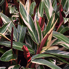 Plant Photo 2