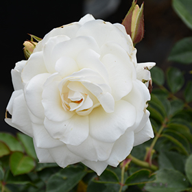 Plant Photo 7