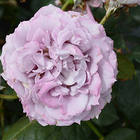 Plant Photo 9