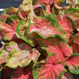 Plant Photo 5