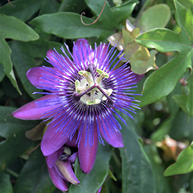 Plant Photo 8