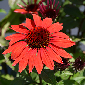 Plant Photo 9