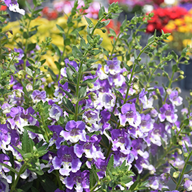 Plant Photo 5