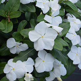 White vinca deals