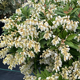Plant Photo 5