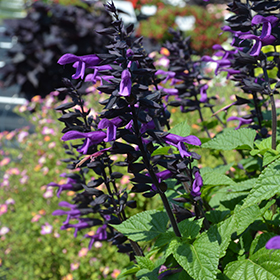 Plant Photo 7