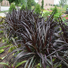 Plant Photo 8