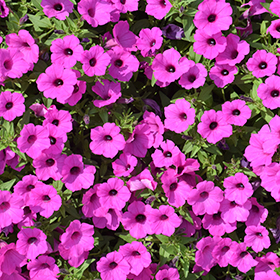 花 udontondon Supertunia Vista Jazzberry Petunia (Petunia 'Supertunia Vista