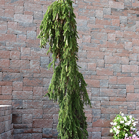 Plant Photo 9