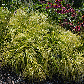 Plant Photo 3