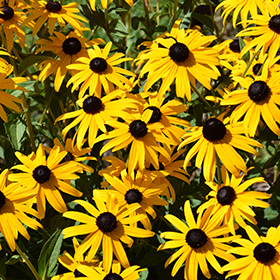 Plant Photo 7