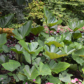 Plant Photo 7
