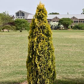 Plant Photo 9
