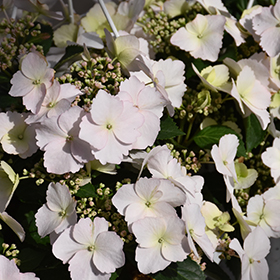 Plant Photo 1