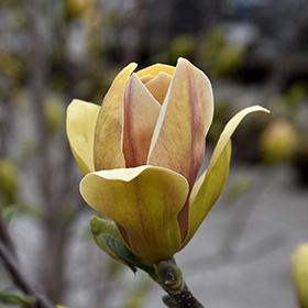 Plant Photo 6