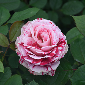 Plant Photo 3