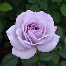 Plant Photo 9