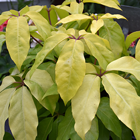 Plant Photo 1