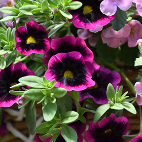 Plant Photo 9