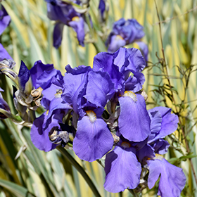 Plant Photo 9