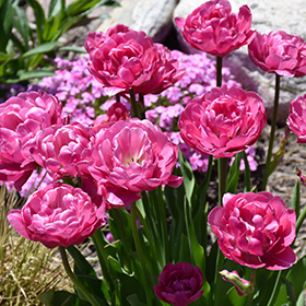 Plant Photo 1