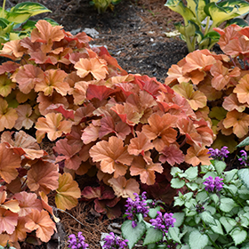 Plant Photo 1