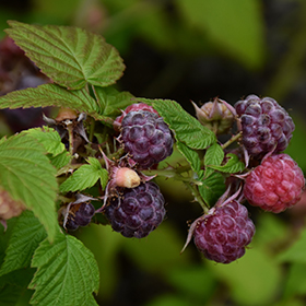 Plant Photo 7