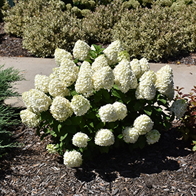 Plant Photo 3