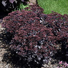 Plant Photo 2