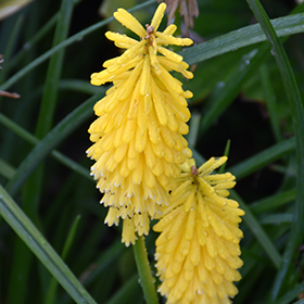 Plant Photo 3