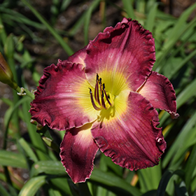 Plant Photo 2