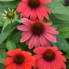 Plant Photo 10